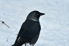 Corvus monedula