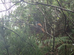 Terpsiphone bourbonnensis