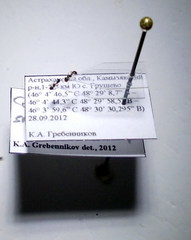 Cardiocondyla stambuloffii