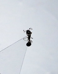 Cardiocondyla stambuloffii