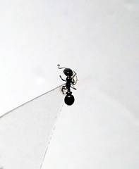 Cardiocondyla stambuloffii