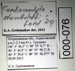 Cardiocondyla stambuloffii