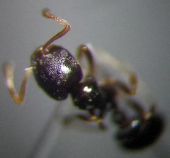 Cardiocondyla stambuloffii