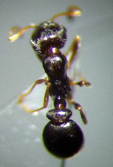 Cardiocondyla stambuloffii