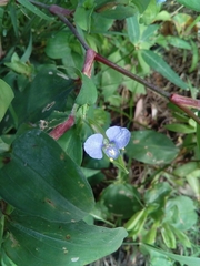 Commelina diffusa gigas