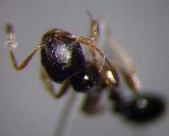 Cardiocondyla stambuloffii