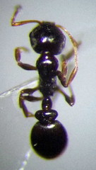 Cardiocondyla stambuloffii