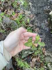 Lonicera hispidula