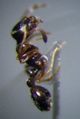 Cardiocondyla stambuloffii