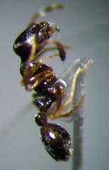 Cardiocondyla stambuloffii