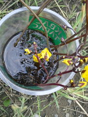 Utricularia australis