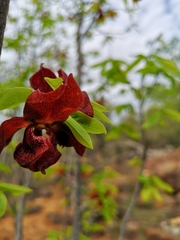 Monodora junodii junodii