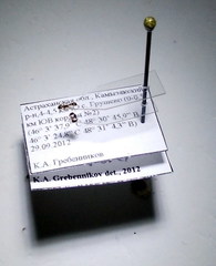 Cardiocondyla stambuloffii