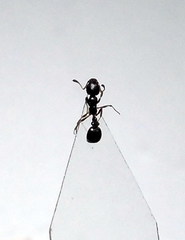 Cardiocondyla stambuloffii