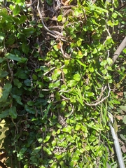 Microgramma vacciniifolia