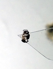 Cardiocondyla stambuloffii