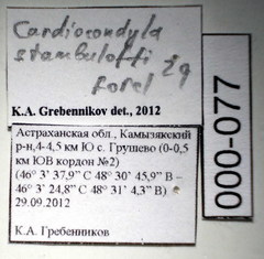Cardiocondyla stambuloffii