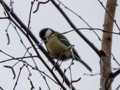Parus major