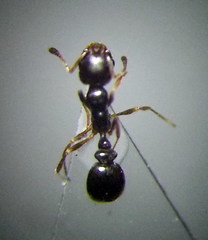 Cardiocondyla stambuloffii