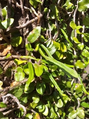 Microgramma vacciniifolia