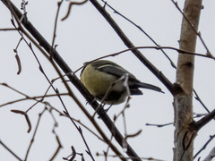 Parus major