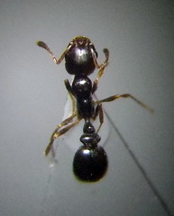 Cardiocondyla stambuloffii