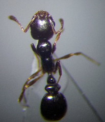 Cardiocondyla stambuloffii