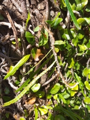 Microgramma vacciniifolia