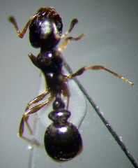 Cardiocondyla stambuloffii