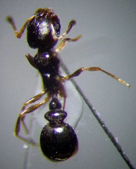 Cardiocondyla stambuloffii