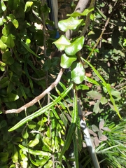 Microgramma vacciniifolia