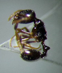 Cardiocondyla stambuloffii