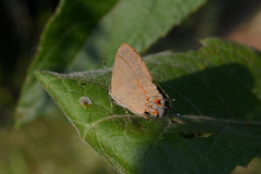 Calycopis caulonia