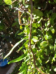 Microgramma vacciniifolia