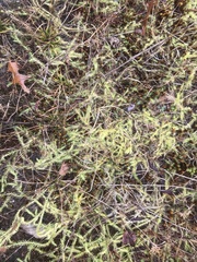 Lycopodiella appressa