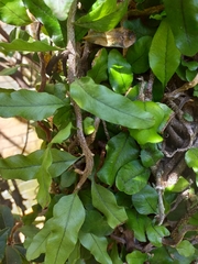 Microgramma vacciniifolia