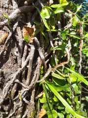 Microgramma vacciniifolia