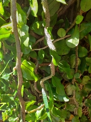 Microgramma vacciniifolia