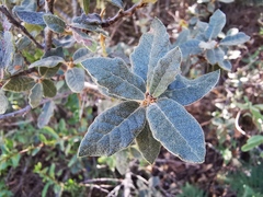 Quercus intricata