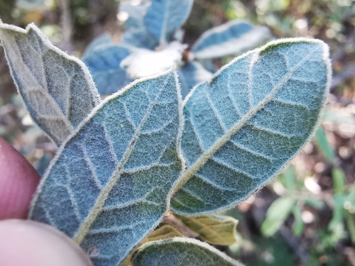 Coahuila Scrub Oak