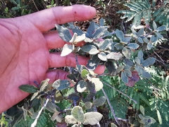 Quercus intricata