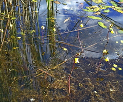 Utricularia australis