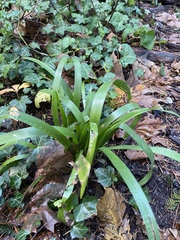 Iris foetidissima