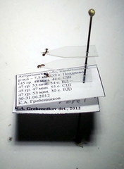 Cardiocondyla stambuloffii