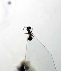 Cardiocondyla stambuloffii