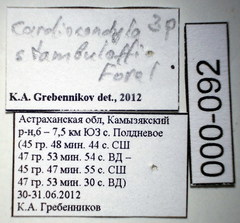 Cardiocondyla stambuloffii