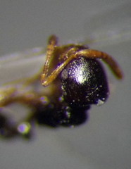 Cardiocondyla stambuloffii