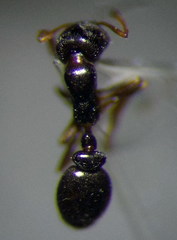 Cardiocondyla stambuloffii