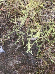 Lycopodiella appressa