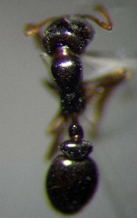 Cardiocondyla stambuloffii